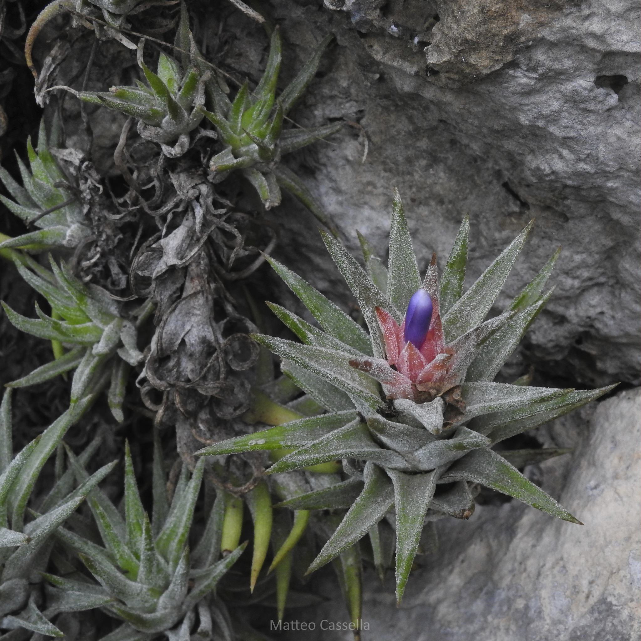 Tillandsia ionatha var. vanhyningii